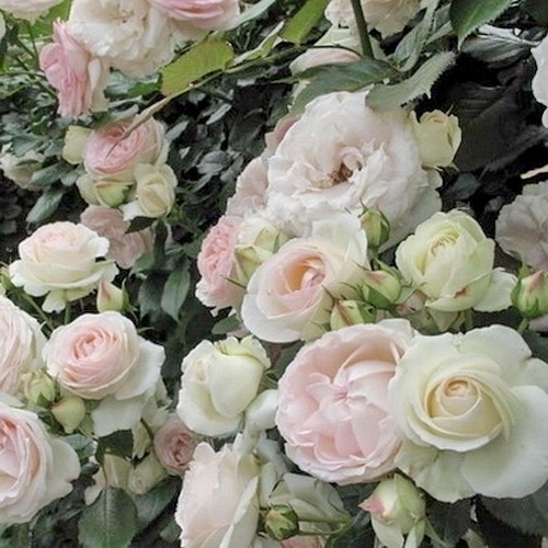 Palais Royal / White Eden Rose
