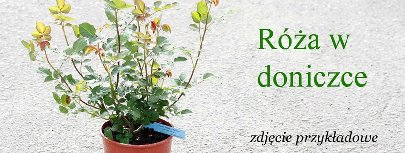 dostępne od ręki