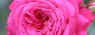Opis kwiat róży