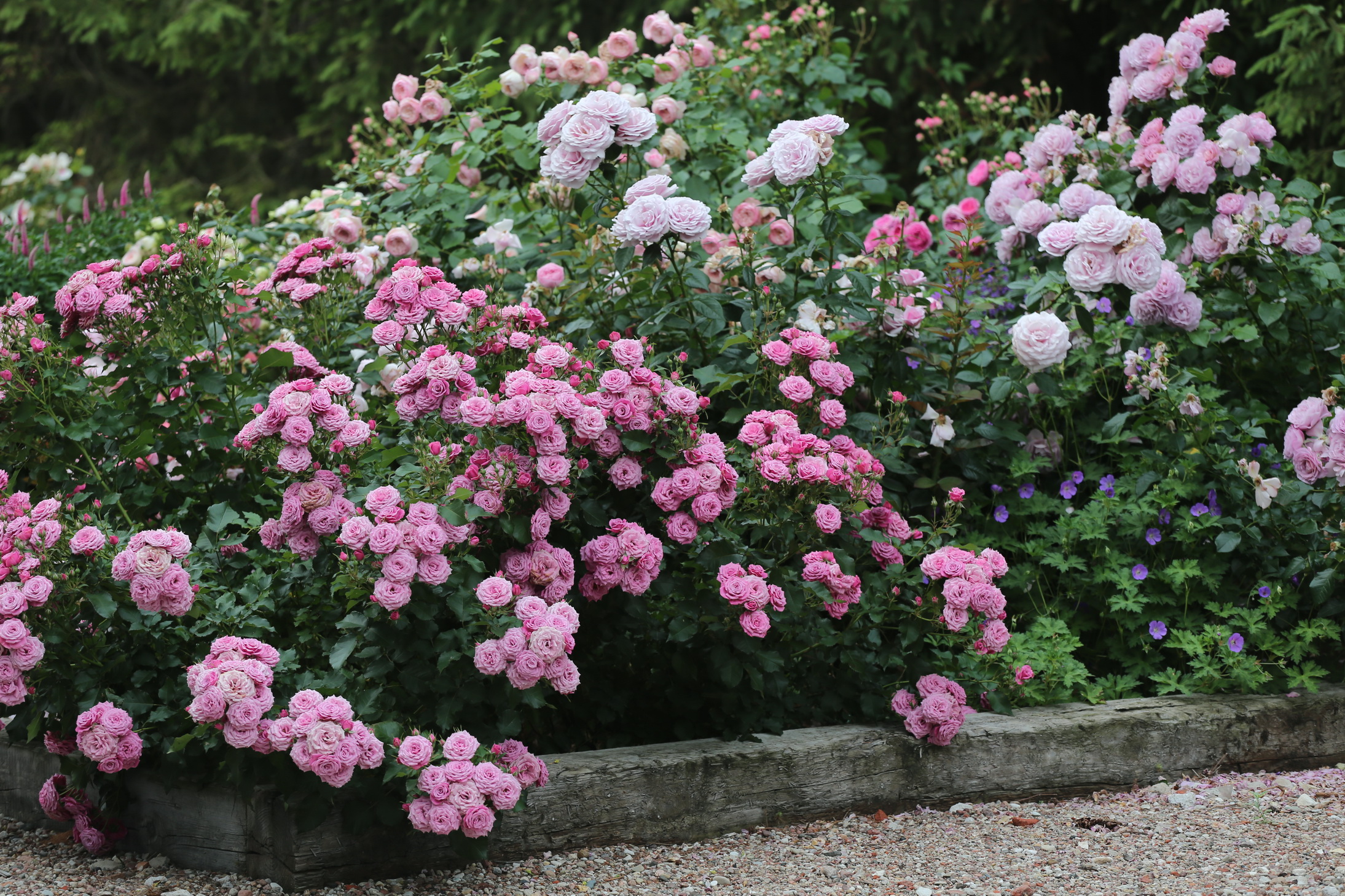 Róże-ogrodowe-ogród-pełen-róż-róże rabatowe