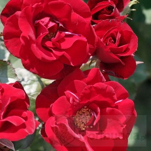 Sadzonki róży tanio