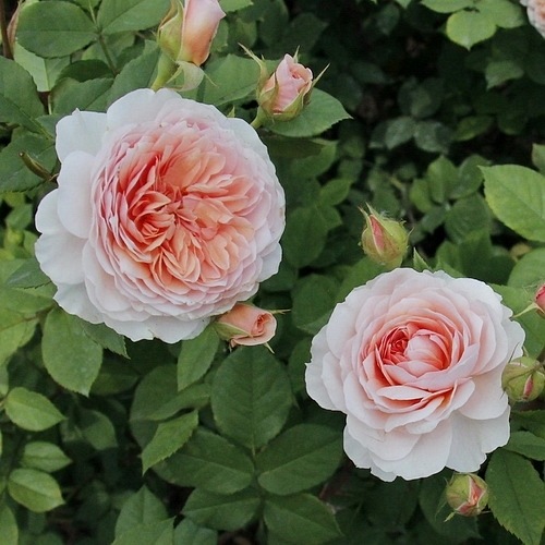 William Morris (Auswill)