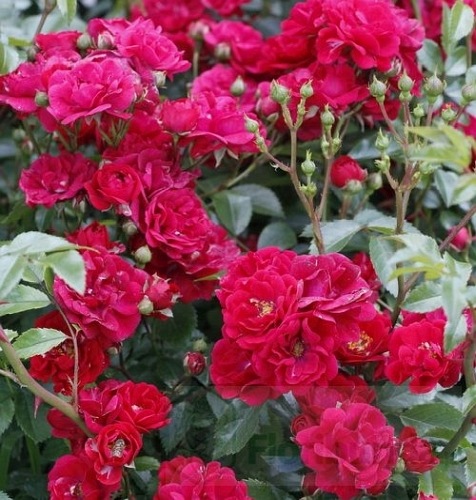 Fairy Dance DONICZKA