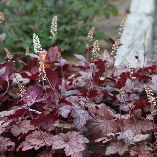 żuraweczka "Peach Tea"