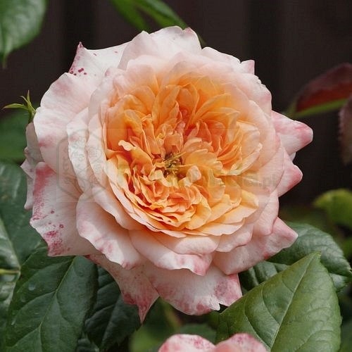 Samaritan  (Harverag)