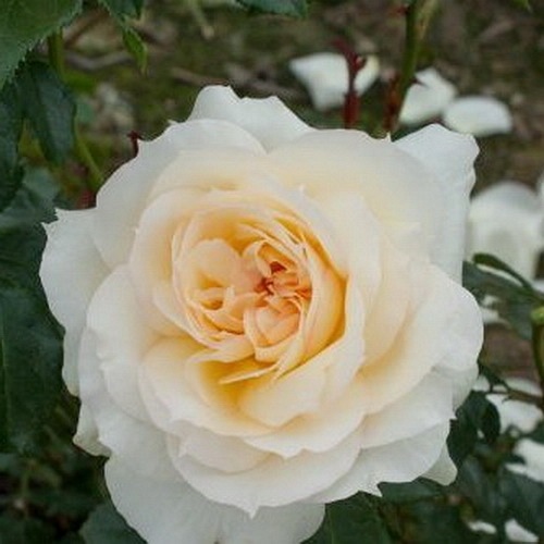 Tchaikovsky (Meichibon)