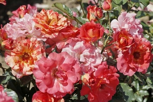 Alfred Sisley (DELstrijor)