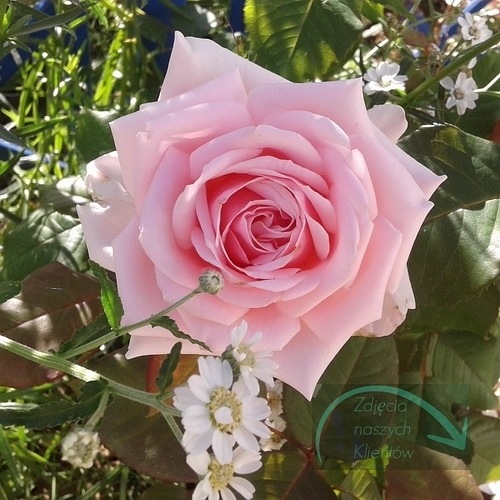 Savoy Hotel (Harvintage)