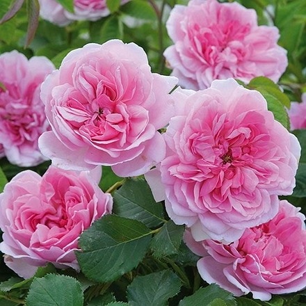 Maid Marion (Asutobias)