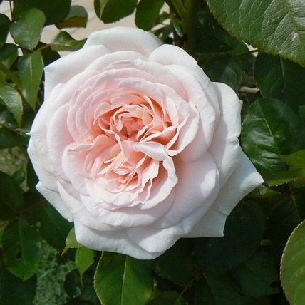 Prince Jardiner/S.Ippenburg