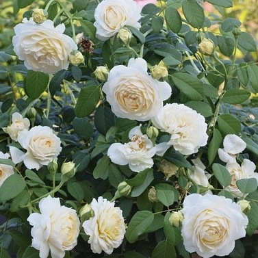 Clair Austin (Ausprior)