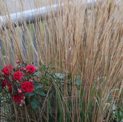 Trzcinnik "Karl foerster"