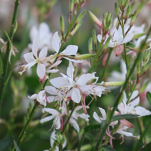 Gaura lindheimeri "GRACEFUL WHITE"