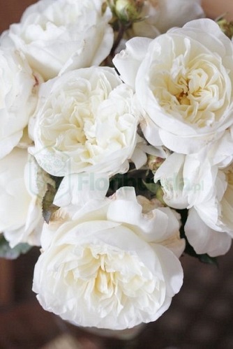 White Gruss an Aachen PIENNA