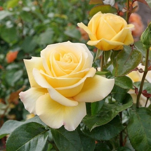 Avec Amour (TAN04341)