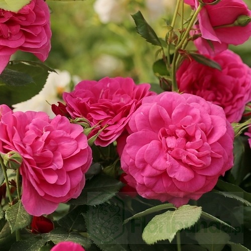 Lea Renaissance    (POUlren019)