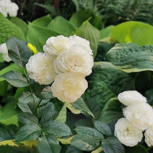 Bouquet Parfait  (LENbofa)