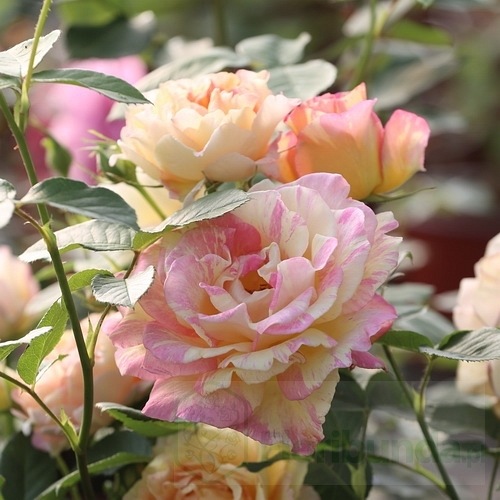 Rose des Cisterciens (DON)  (DELarle)