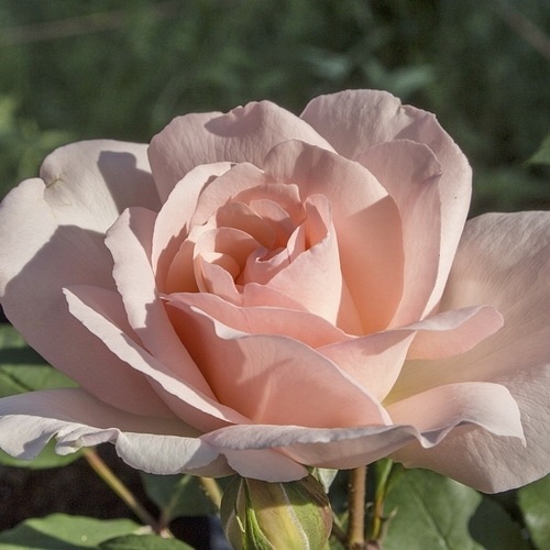 Clair  Renaissance (POUlsyng)