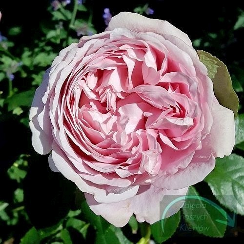 Soeur Emmanuelle-Dieter Muller(DELam)