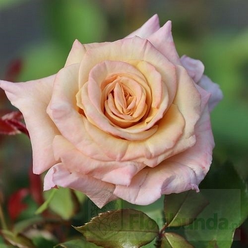 Creme Caramel DONICZKA