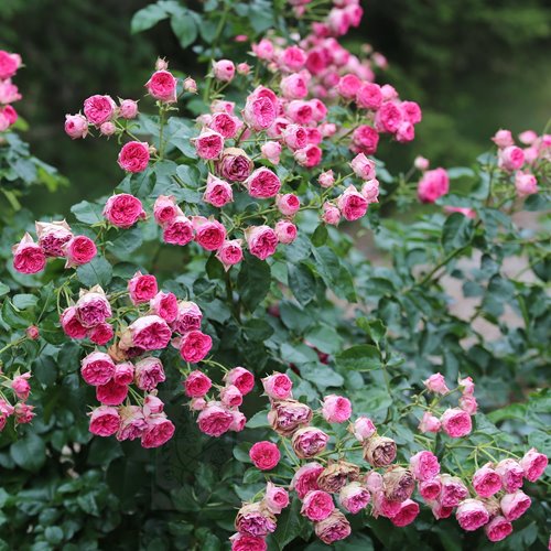 Candy Rokoko DONICZKA