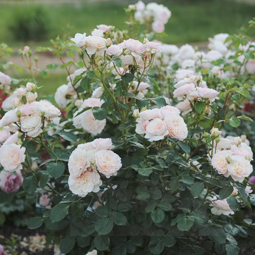 Emily Bronte DONICZKA