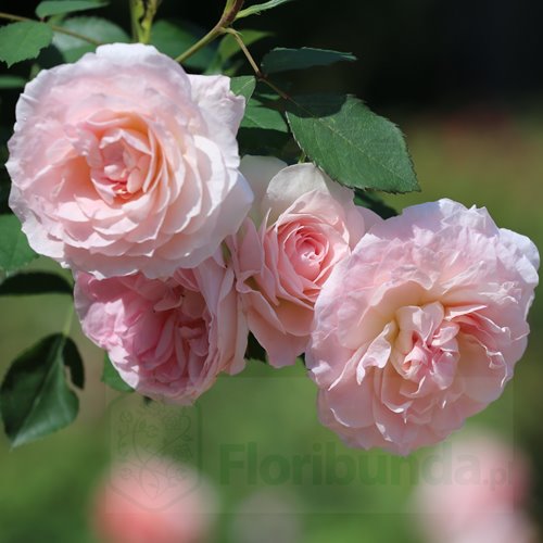 Morden Blush DONICZKA