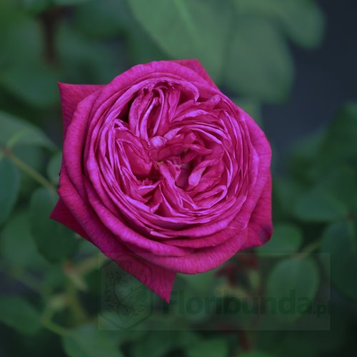 Freifrau Caroline® DONICZKA