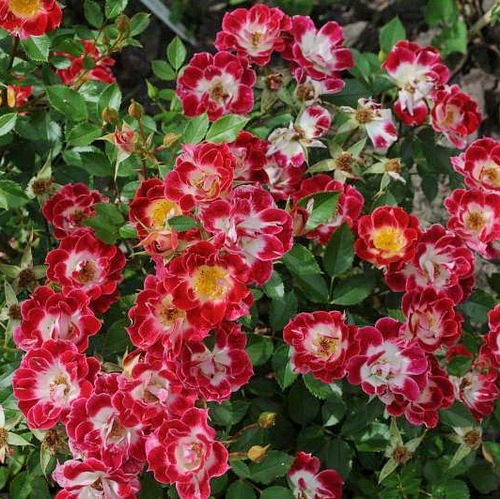 Little Artist PIENNA