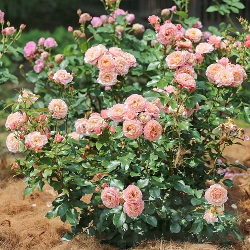 Marie Curie (Meilomit) DONICZKA