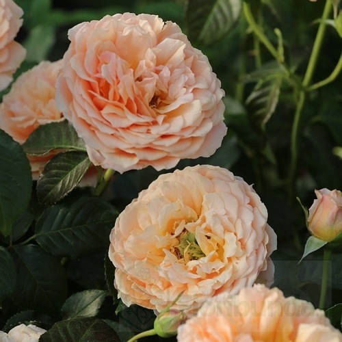 Sherlock Holmes DONICZKA   (HARklement)