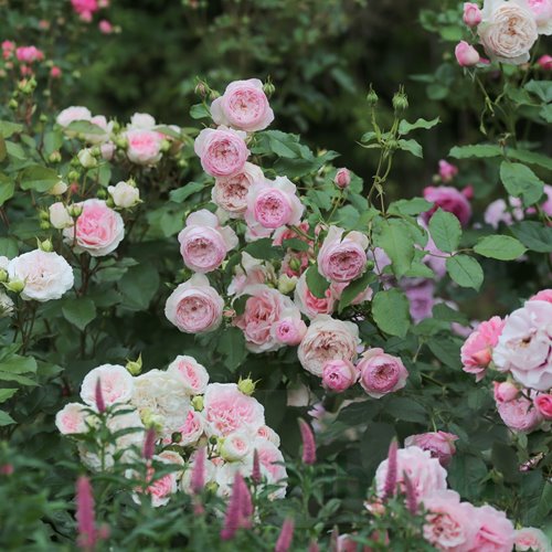 The Mill on the Floss (Austulliver) DONICZKA