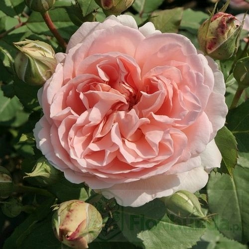 Clair  Renaissance (POUlsyng) DONICZKA