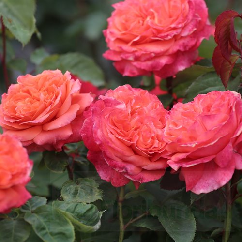 Emilien Guillot (Masemgui) DONICZKA