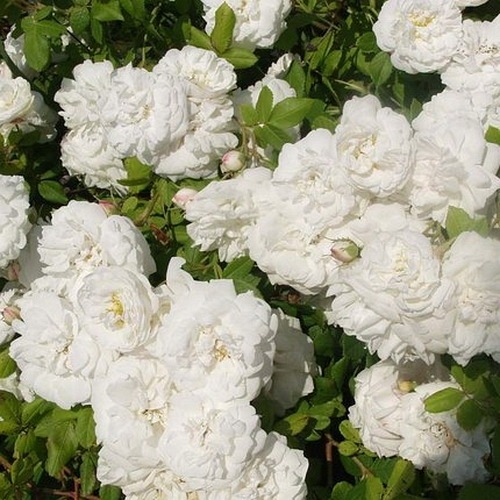 Madame Plantier DONICZKA