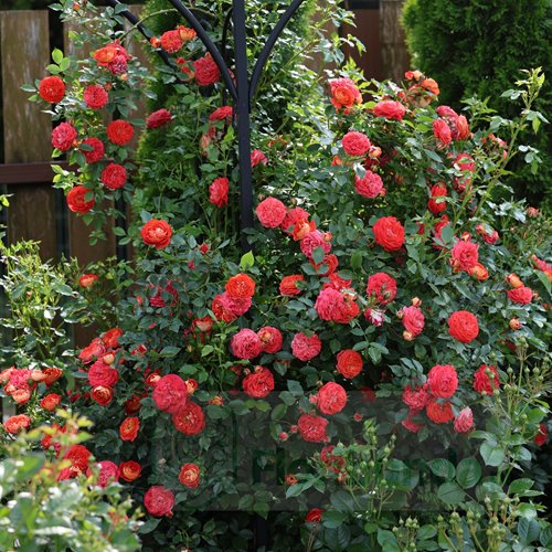 Carmen Starlet ® DONICZKA