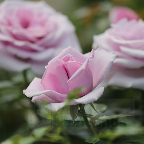 Pacific Blue DONICZKA