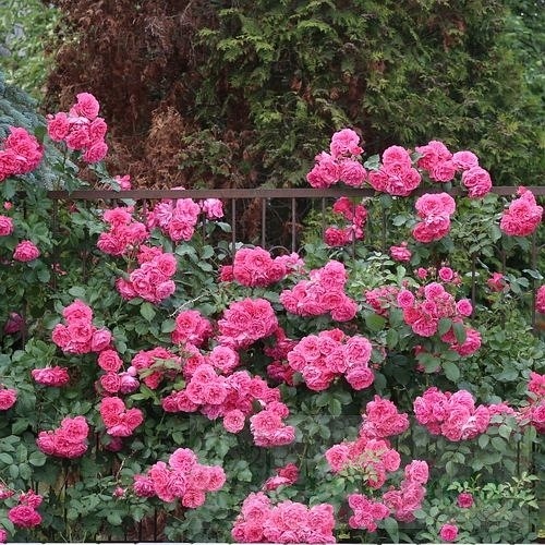 Rosarium DONICZKA