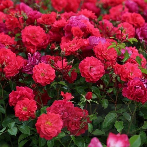 Heidefeuer DONICZKA  (Red Flower Carpet)