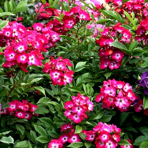 Red Ballerina DONICZKA