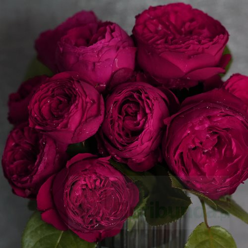 Royal Piano® DONICZKA