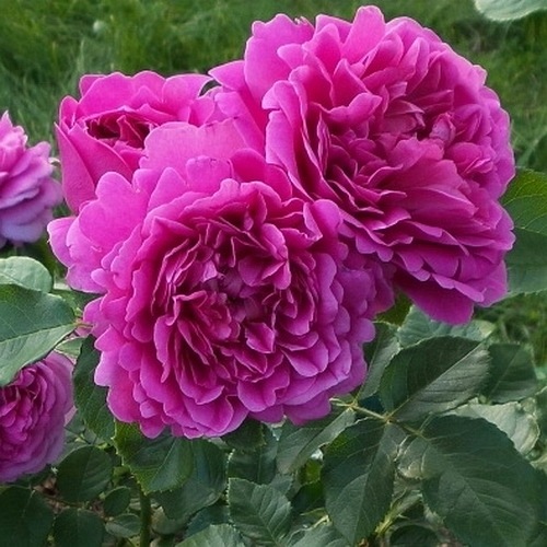 Princess Anne (Auskitchen) DONICZKA