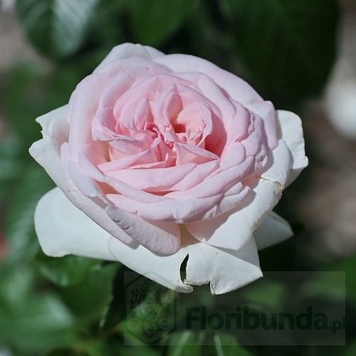 Prince Jardiner/S.Ippenburg DONICZKA