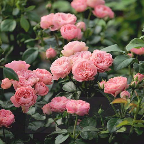 Playfull Rokoko DONICZKA