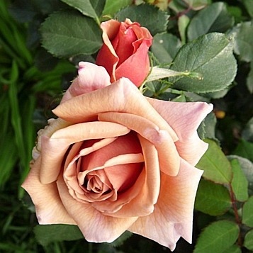 Koko Loko (Wekbijou) DONICZKA