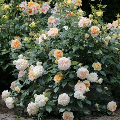 Chippendale Gold DONICZKA