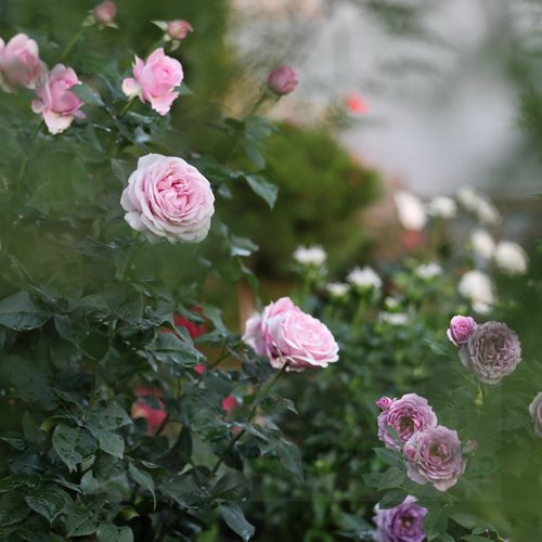 Konigin Marie® "PARFUMA" DONICZKA