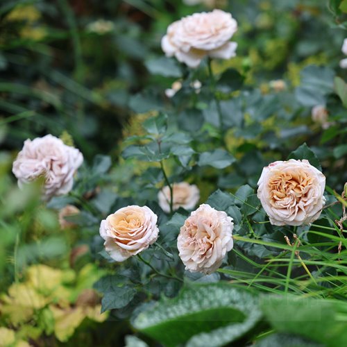 Rallye des Gazelles DONICZKA