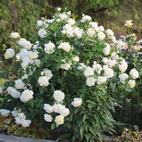 Vanessa Bell (Auseasel) DONICZKA